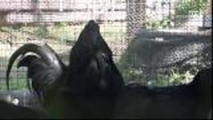 Low-priced chickens in high demand in southern Thailand