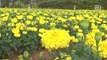 New flower field in northern Thailand set to attract visitors