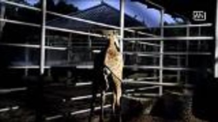 Park owner to host naming contest for newborn giraffe