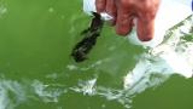 Seahorses released back to the sea in southern Thailand