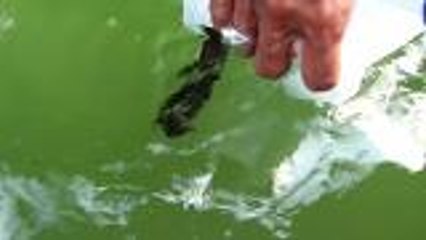 Seahorses released back to the sea in southern Thailand