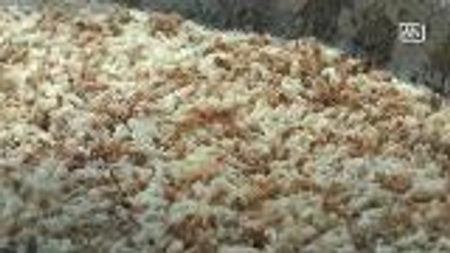 Red ants eggs earn collectors handsome income