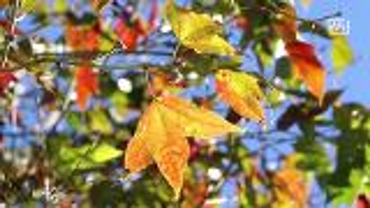 Maple leaves start changing color