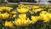 New chrysanthemums field welcomes tourists