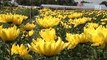 New chrysanthemums field welcomes tourists