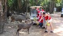 Zookeepers dressed as Santa Claus welcome visitors