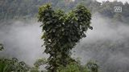 Video herunterladen: Peculiar tree attracts tourists during holiday season