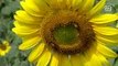 Locals make use of land by growing sunflowers