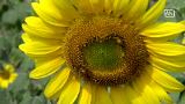 Locals make use of land by growing sunflowers