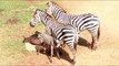 Zebra newborn welcomed at Thai zoo awaiting new name