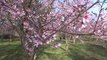 Park officials want no cars near Thailand's sakura trees