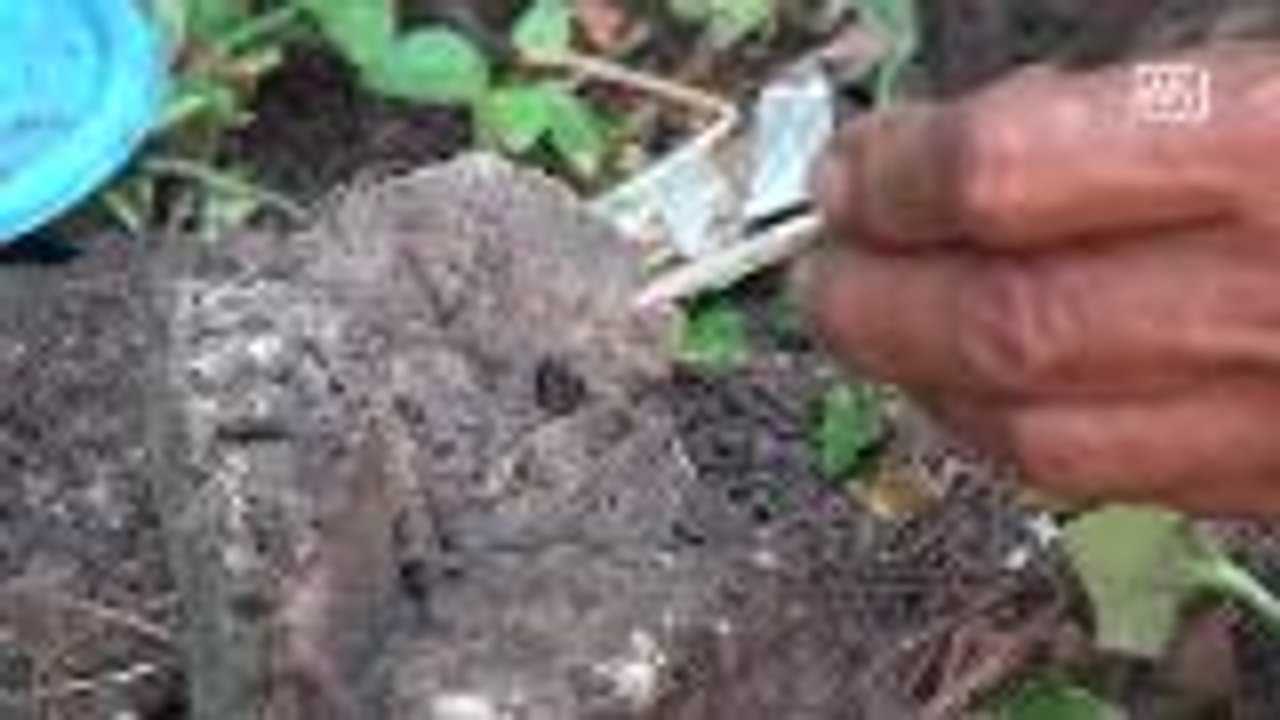 Khon Kean residents fight New Guinea worm invasion