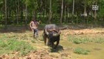 School for traditional farmers