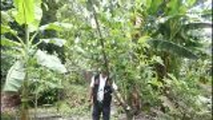 Plantation in Surat Thani allowed to grow illegal weed for medical research