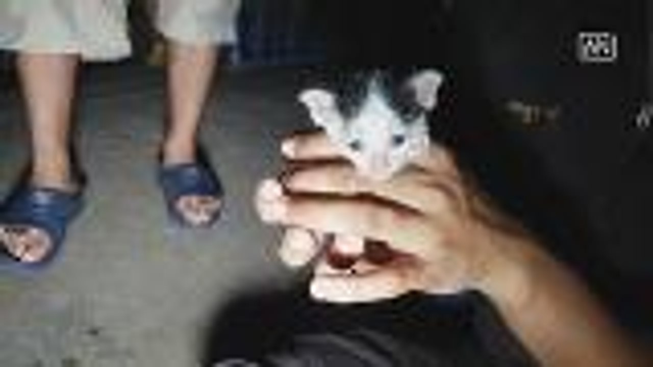 Trapped kittens saved from sewer duct