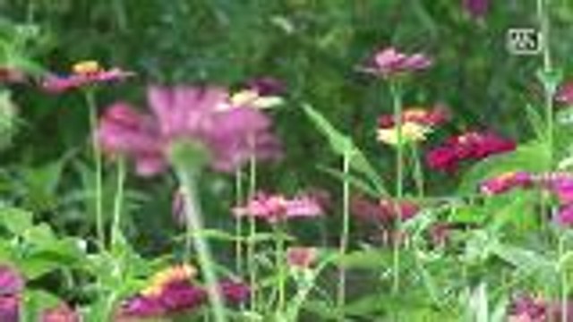 Phitsanulok promotes its flower fields as an eco-tourism destination