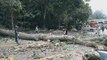 Cars damaged by fallen trees in Chiangmai's popular tourist spot