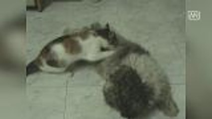 Kitty sad over the loss of her furry friend