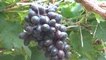 Farmers grow seedless grapes due to high demand