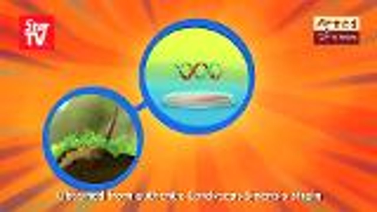 Cordyceps and its powerful healing benefits