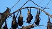 Dwindling flying fox numbers a thorny issue