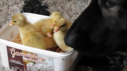 The first ducks hatched