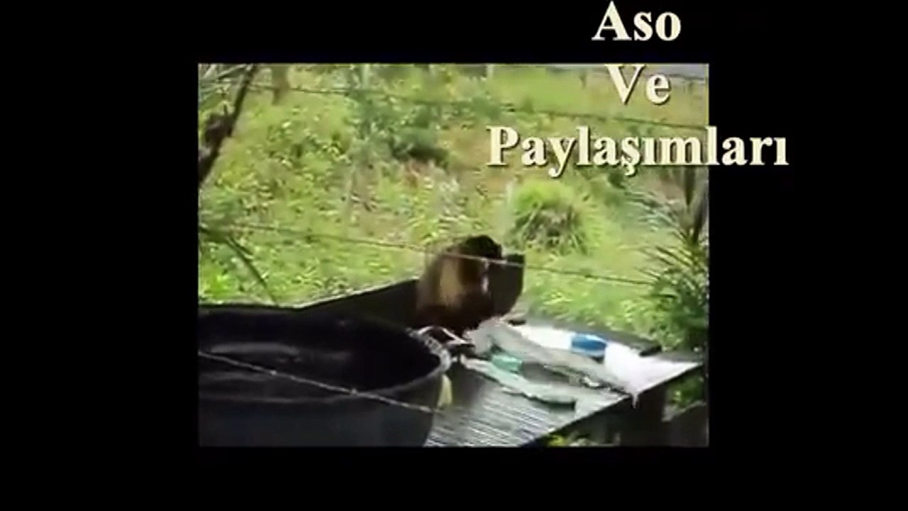 Komedi kurdi