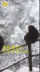 Ce singe vole un portefeuille et éparpille l'argent dans le vent !