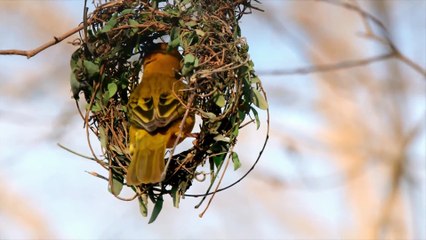 Animal Planet - Wild Arabia (When the Rains Come)