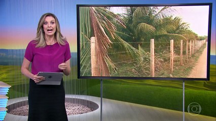 Globo Rural trás escasses na produção de coco na cidade de Sousa