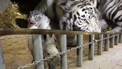 Carnet vraiment blanc au zoo d’Amnéville