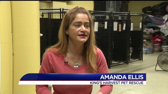 Rescuers Stunned at Survival of Emaciated Dog Found Outside Facility