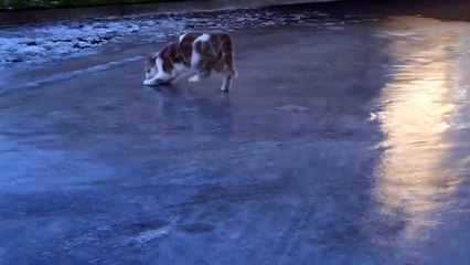 Ce chat découvre le verglas pour la première fois et s'éclate!