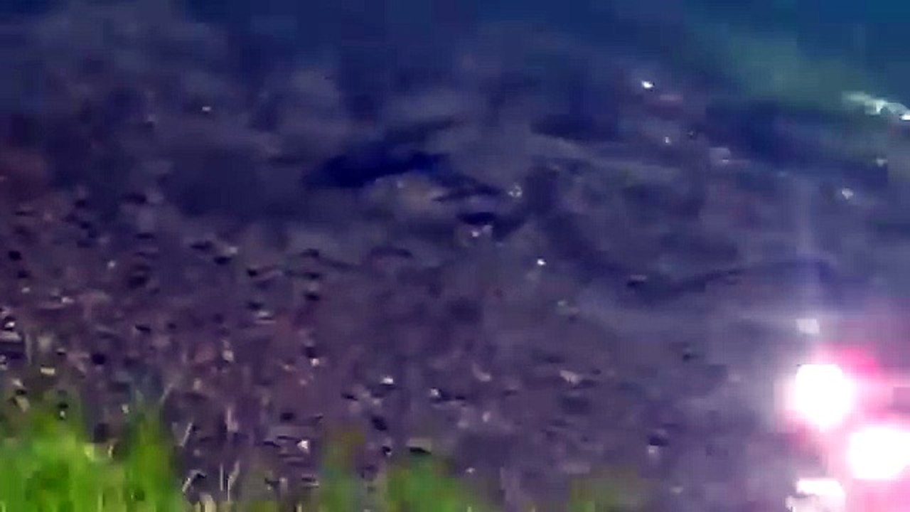 Un brochet vient dévorer un bébé canard sous les yeux de sa maman