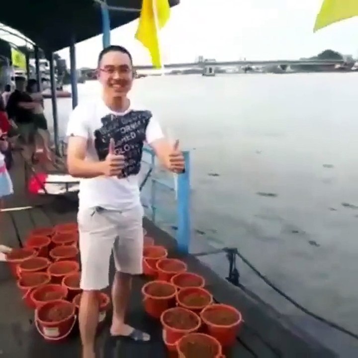 L'heure du repas pour ces milliers de poissons affamés! Impressionnant