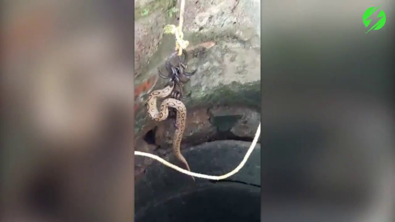 Regardez comment ils vont sauver ces serpent piégés dans un puis