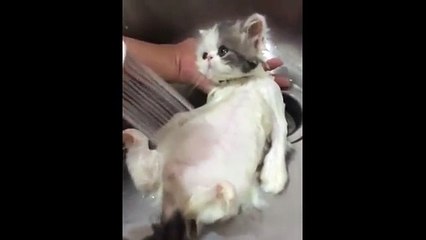 Duşun Keyfini Çıkartan Tatlı Yavru Kedi