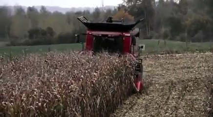 domuz surusu misir tarlasindan cikis ani