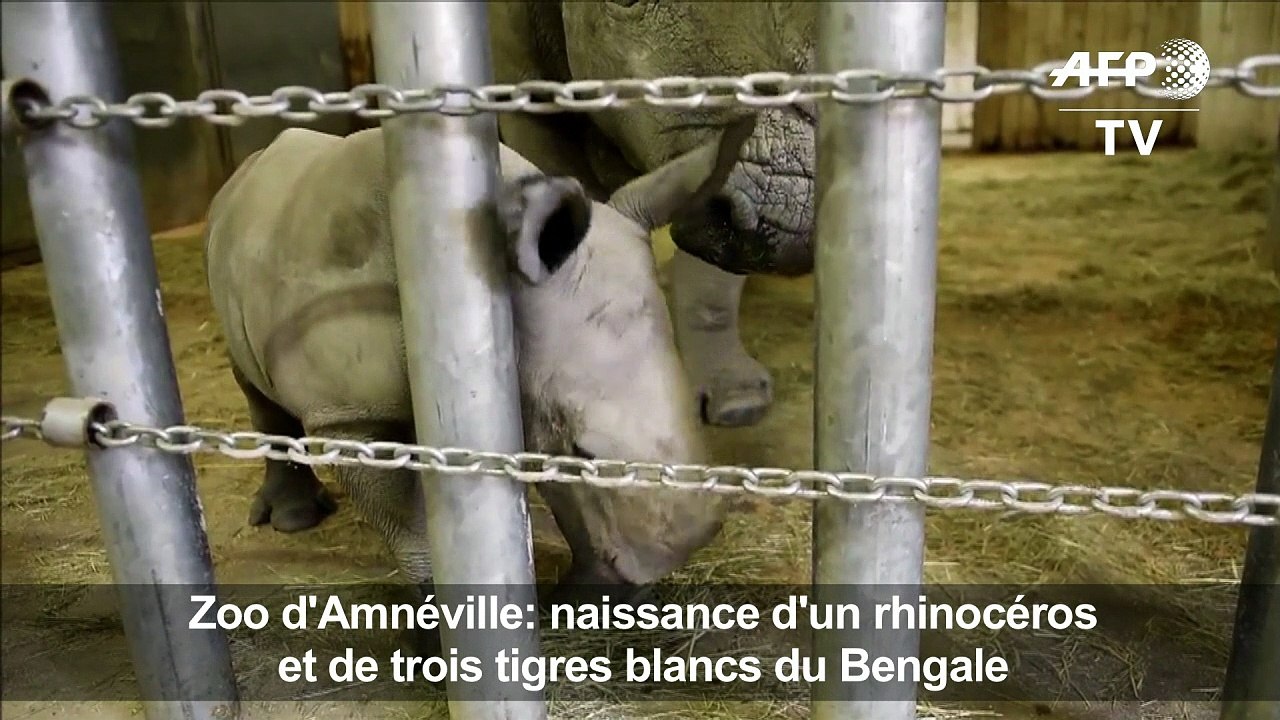 Zoo d'Amnéville: naissance d'un rhinocéros et de tigres blancs