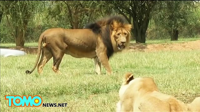 Un lion dévore une touriste américaine lors d'un safari en Afrique du Sud