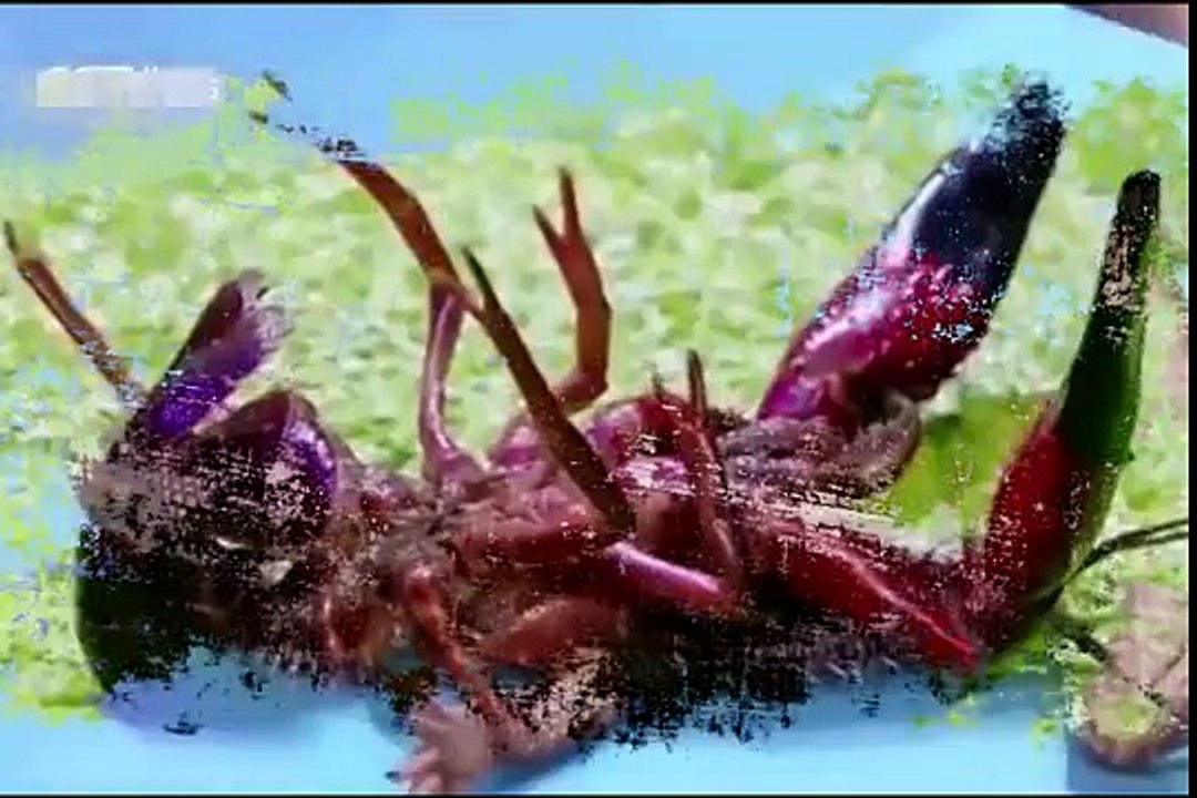 Hayvanları Hipnotize eden Küçük Çinli Kız