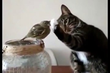 Patisi ile Kuşu seven şirin Kedi