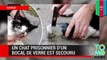 Un adorable chat prisonnier d'un bocal de verre est secouru