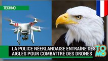 Aigles vs drones : la police néerlandaise entraîne des aigles pour combattre des drones