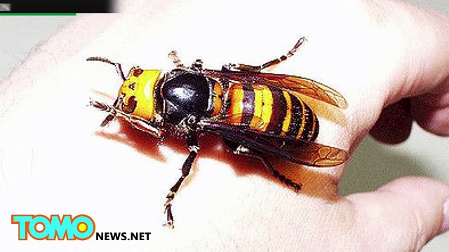 Les frelons-géants sont les frelons les plus mortels au monde