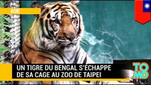 Un tigre du Bengal s'échappe de sa cage au zoo de Taipei