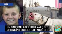 Chiens dangereux : un Californien de neuf ans est attaqué par trois chiens pit bull