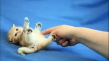 Tatlı Minik Kedi Yürümeyi Öğreniyor