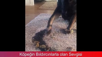 Yavru Bıldırcınlara Annelik Yapan Köpek