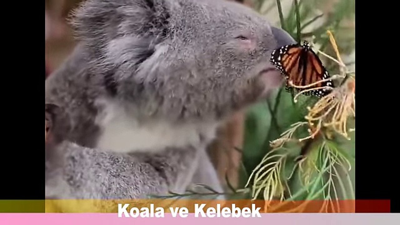 Yavru Koala'nın Kelebek ile imtihanı